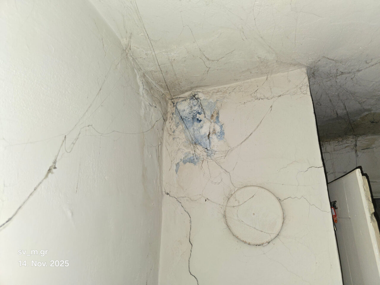 Blauschimmel