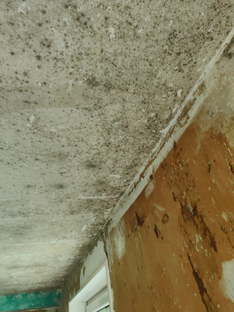 Schimmel in Deiner Wohnung 5