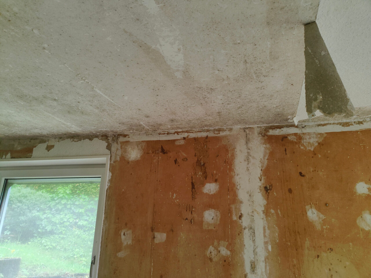 versteckter Schimmel unter Raufasertapete